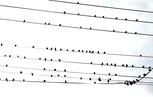 bird.jpg